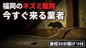 福岡のおすすめネズミ駆除業者