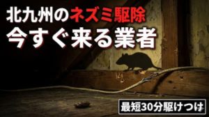 北九州のおすすめネズミ駆除業者